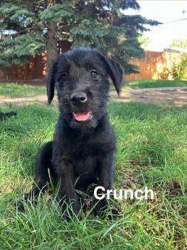 Crunch -  Schnauzer and Labrador Retriever Dog for Adoption in Boone, Colorado - Crunch | PetCurious
