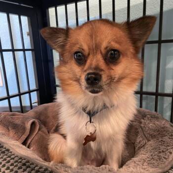 Hitch Hiker -  Pomeranian Dog for Adoption in Bend, Oregon - Hitch Hiker | PetCurious