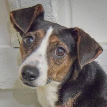 Brandy -  Jack Russell Terrier and Beagle Dog for Adoption in Huntley, Illinois - Brandy | PetCurious