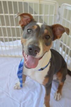Spain -  Pit Bull Terrier and Boxer Dog for Adoption in Mckinney, Texas - Spain | PetCurious