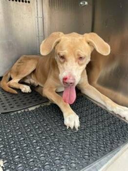 Labrador Retriever Dogs Available for Adoption - Bentley | PetCurious