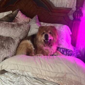 Denzel--In Foster -  Chow Chow Dog for Adoption in Fargo, North Dakota - Denzel--In Foster | PetCurious