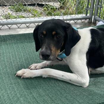 Quinn -  Mixed Breed Dog for Adoption in Uniontown, Pennsylvania - Quinn | PetCurious