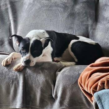 Rescue Mixed Breed Dogs for Adoption in Perryville, Arkansas - Anniebelle | PetCurious