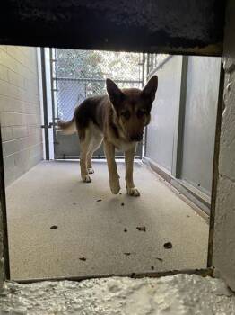 SAWYER -  German Shepherd Dog Dog for Adoption in Stockton, California - SAWYER | PetCurious