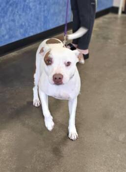 Rescue Terrier Dogs for Adoption in Rockwall, Texas - Peaches | PetCurious