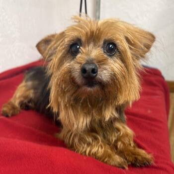 Oakland - Foster Home Needed -  Yorkshire Terrier Dog for Adoption in Hartland, Wisconsin - Oakland - Foster Home Needed | PetCurious