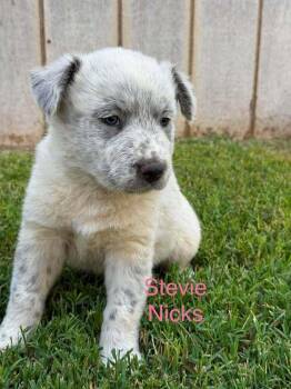 Stevie Nicks -  Australian Cattle Dog Blue Heeler Dog for Adoption in Waunakee, Wisconsin - Stevie Nicks | PetCurious