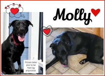 Molly -  Labrador Retriever Dog for Adoption in Valley City, North Dakota - Molly | PetCurious