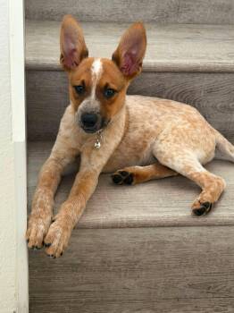 KASH -  Australian Cattle Dog Blue Heeler Dog for Adoption in Los Angeles, California - KASH | PetCurious