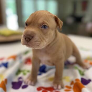 Porky -  Catahoula Leopard Dog Dog for Adoption in New Orleans, Louisiana - Porky | PetCurious