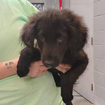 Gem -  Labrador Retriever and Boxer Dog for Adoption - Gem | PetCurious