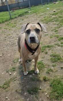 Beagle Dogs Available for Adoption in Cranston, Rhode Island - Coco-Chanel | PetCurious