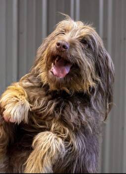 Nessa -  Poodle and English Springer Spaniel Dog for Adoption in Wedgefield, South Carolina - Nessa | PetCurious