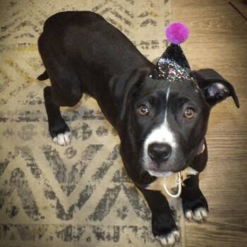 Boxer and American Staffordshire Terrier Dogs Available for Adoption - Elliana | PetCurious