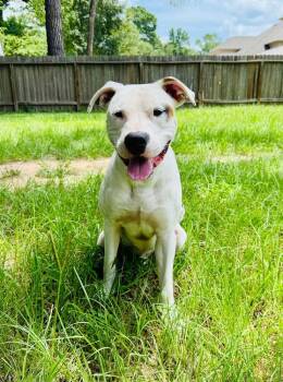 Rescue American Bulldog and Mixed Breed Dogs for Adoption in Saugus, Massachusetts - Rory | PetCurious