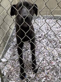 GECKO -  Labrador Retriever and Mixed Breed Dog for Adoption in Anchorage, Alaska - GECKO | PetCurious