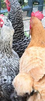 Mixed Breed Dogs Available for Adoption in Columbia, Tennessee - Chicken #3 | PetCurious