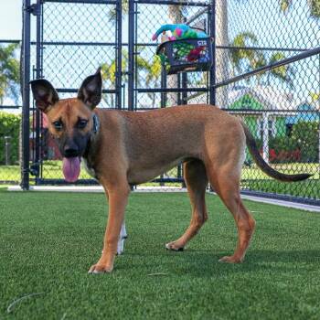 Adele -  Shepherd and Mixed Breed Dog for Adoption in Bradenton, Florida - Adele | PetCurious