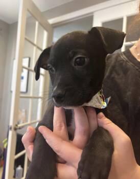 Labrador Retriever Dogs Available for Adoption - Merry | PetCurious