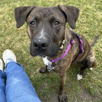 Mixed Breed Dogs Available for Adoption in South Burlington, Vermont - Esme | PetCurious