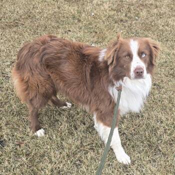 Australian Shepherd Dogs Available for Adoption - Mocha | PetCurious