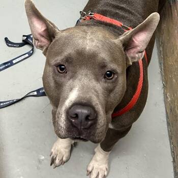 Diamond -  Pit Bull Terrier Dog for Adoption in Newark, New Jersey - Diamond | PetCurious