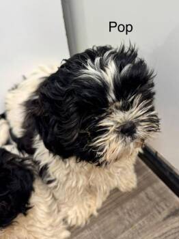 Pop -  Shih Tzu and Maltese Dog for Adoption in St. George, Utah - Pop | PetCurious