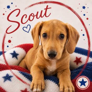 Scout -  Labrador Retriever Dog for Adoption in Panama City, Florida - Scout | PetCurious