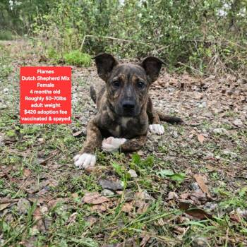 Dutch Shepherd Dogs Available for Adoption - Flames | PetCurious