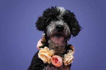 Norma Jeane -  Miniature Poodle Dog for Adoption in Houston, Texas - Norma Jeane | PetCurious