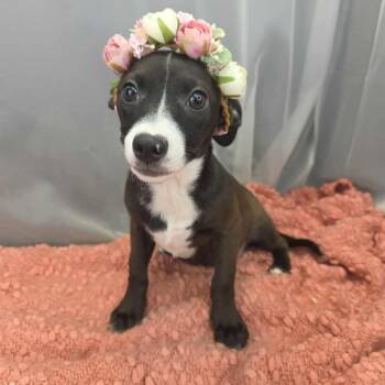 Chihuahua Dogs Available for Adoption in Foley, Alabama - Lola | PetCurious