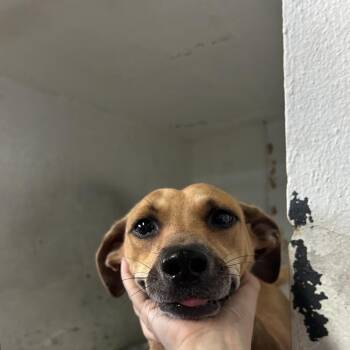Florinda -  Mixed Breed Dog for Adoption in Guaynabo, Guaynabo - Florinda | PetCurious