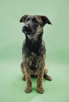 Giant Schnauzer and Mountain Cur Dogs Available for Adoption - Wiggles~PARVO SURVIVOR | PetCurious
