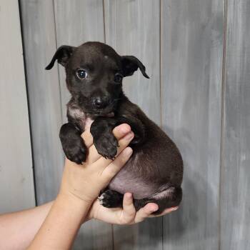 Rescue Mixed Breed Dogs for Adoption in Quincy, Florida - Timmy | PetCurious