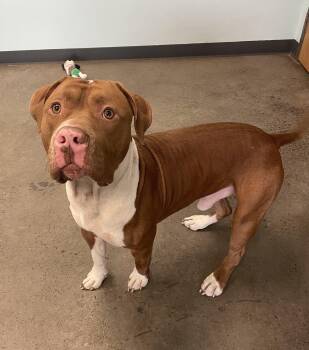 Rescue Mixed Breed Dogs for Adoption in Mishawaka, Indiana - Hyde | PetCurious