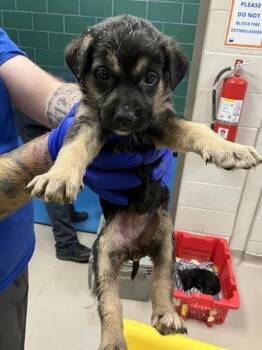 German Shepherd Dog Dogs Available for Adoption in Dallas, Texas - GIMLI | PetCurious