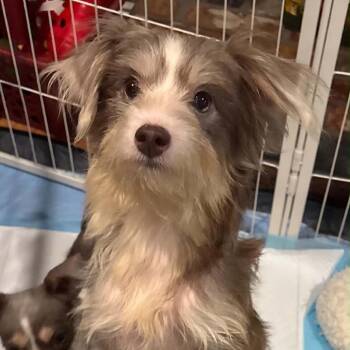 Henrietta -  Terrier and Yorkshire Terrier Dog for Adoption in Prospect, Kentucky - Henrietta | PetCurious