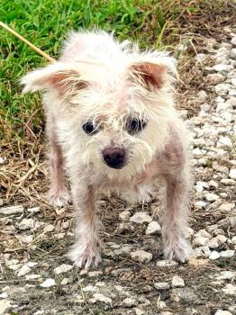 Granny -  Maltese and Mixed Breed Dog for Adoption in Cape Coral, Florida - Granny | PetCurious