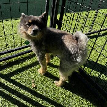 Pomeranian Dogs Available for Adoption - Jakob | PetCurious
