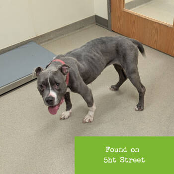 Rescue American Staffordshire Terrier Dogs for Adoption in Lynchburg, Virginia - Samantha | PetCurious