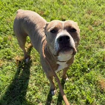 Phoebe -  Terrier Dog for Adoption in Vinita, Oklahoma - Phoebe | PetCurious