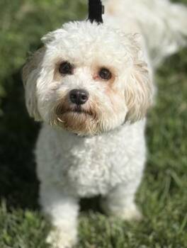 Cavalier King Charles Spaniel and Bichon Frise Dogs Available for Adoption in Malvern, Pennsylvania - Nyla | PetCurious