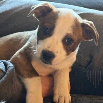 Boxer and Mixed Breed Dogs Available for Adoption in Minnetonka, Minnesota - PayDay D68745 | PetCurious