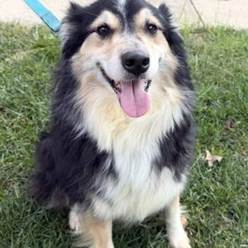 Gigi -  Australian Shepherd Dog for Adoption - Gigi | PetCurious