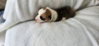 Mr green -  Pembroke Welsh Corgi Dog for Sale in Beech Island, South Carolina - Mr Green | PetCurious