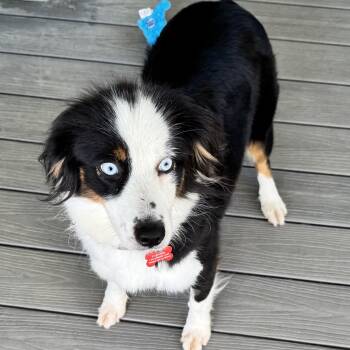Zena -  Australian Shepherd Dog for Adoption - Zena | PetCurious