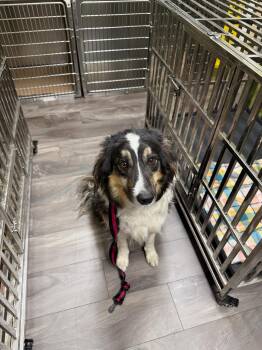 Australian Shepherd Dogs Available for Adoption in Trenton, New Jersey - Tony(aka Rocky) | PetCurious