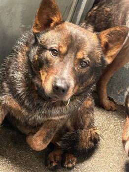 Australian Cattle Dog Blue Heeler and Mixed Breed Dogs Available for Adoption - WILL TURNER | PetCurious