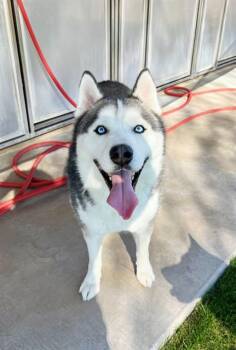 Siberian Husky and Mixed Breed Dogs Available for Adoption - JOHNNY QUEST | PetCurious